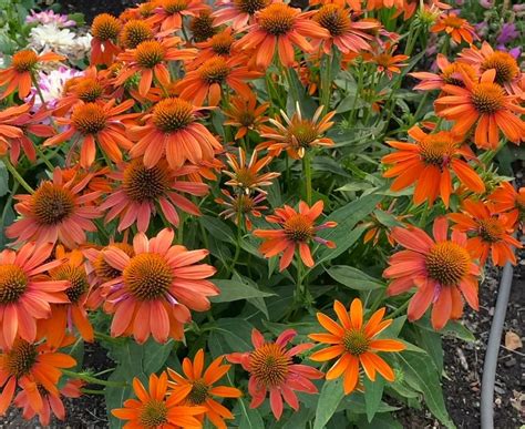Echinacea X Hybrida Artisan Soft Orange Bunchberry Nurseries