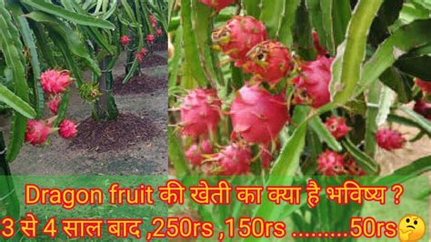 Future Of Dragon Fruit Farming In India Dragon Fruit Farming Q A By