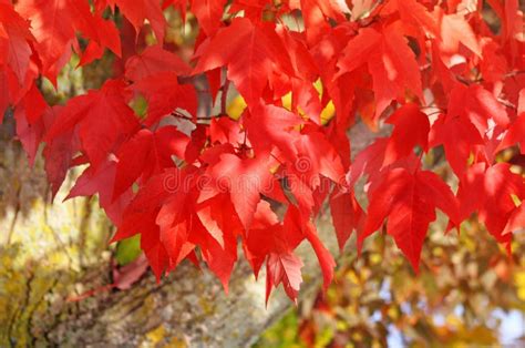 Bright Crimson Colored Leaves of the Red Maple Tree in Full Autumn ...