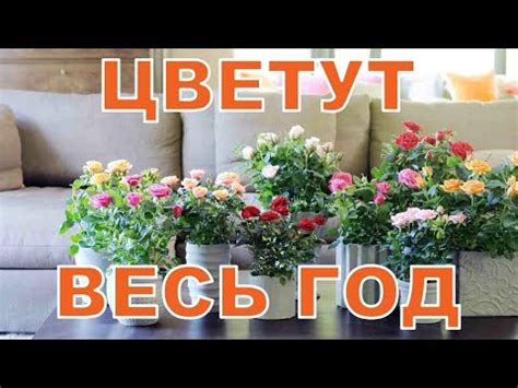 Комнатные растения, которые цветут круглый год - YouTube