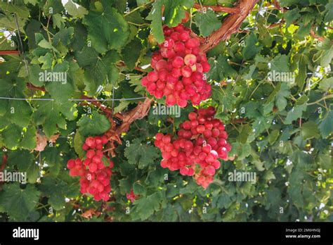 Grape Fruits On A Farm In Cyprus Island Country Stock Photo Alamy