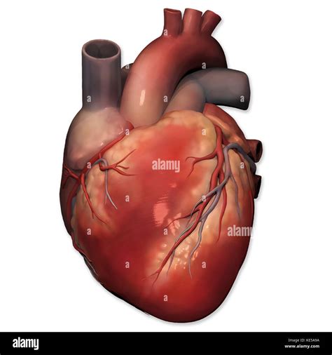 Anterior View Of Human Heart Anatomy Stock Photo Alamy