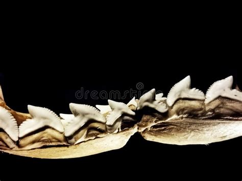 Shark tooths isolated stock image. Image of marine, carcharias - 276998831