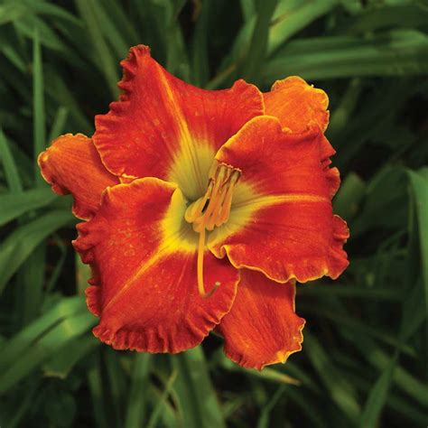 Some Like It Hot Mountain View Daylily Nursery