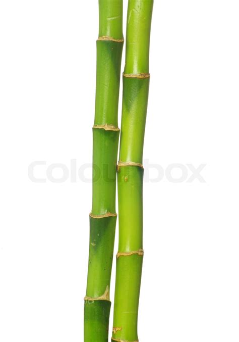 Single Bamboo