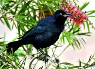 Birds Of Puerto Rico Puerto Rico Endemic Birds Bioexplorer