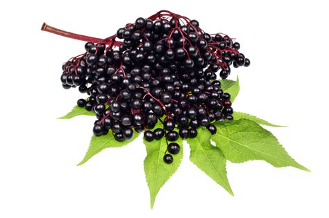 Fructus Sambucus Black Elderberry Fruits De Sureau Kokerr Shtogu