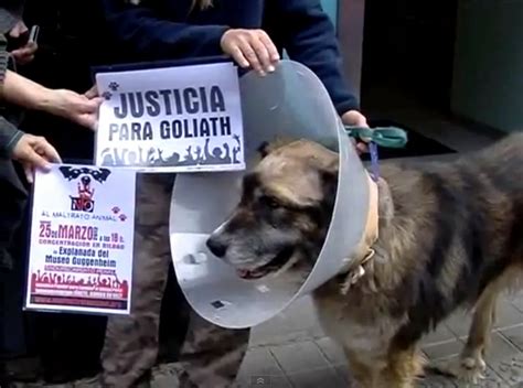 Noble Galgo Goliath El Perro Apaleado En Portugalete Ya De Alta