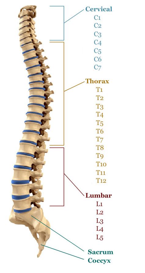 Spine Pain – Human + Nature Medical