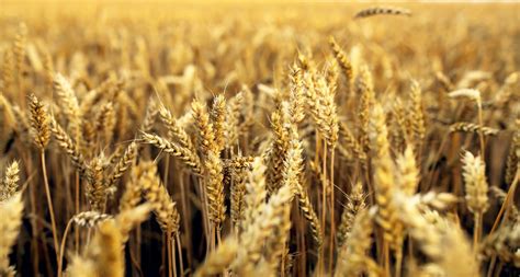 Wheat Field Background Free Stock Photo Public Domain Pictures