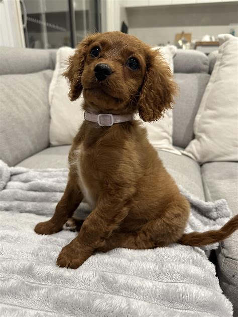 What will my cavoodle pup look like? : r/CavaPoo