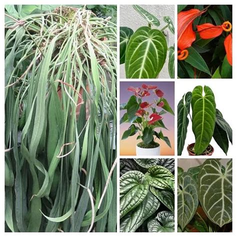 popular anthurium varieties  pictures  care guides