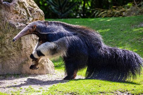 Großer Ameisenbär Tiergarten Schönbrunn