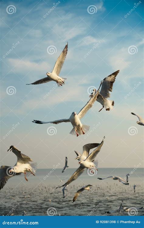 Birds Snatching Food in Sky Stock Photo - Image of creative, frightened ...