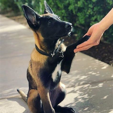 belgian malinois temperament  personality  kid friendly  aggressive