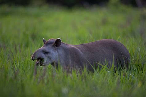 tapirs  brazils cerrado inspire research  human health