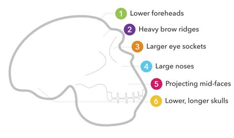 Neanderthal Archives - 23andMe Blog