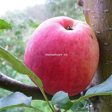 Яблоня Афродита - отзывы о сорте от садоводов, описание, фото