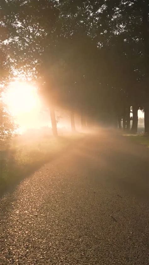 Road Forest Tree Outdoors Nature Sunrise Trees Free Stock Video & Footage