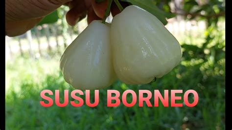 Mengintip Jambu Air Susu Borneo Jambu Air Lokal Di Pohon Indukan