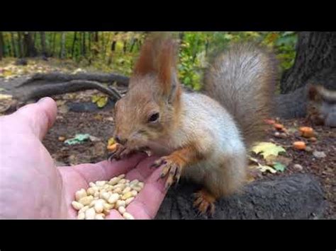 Накормил Белку с Глазиком / I fed Squirrel with Eye - YouTube