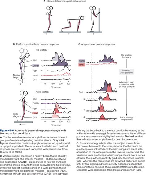 Posture Kines Neural Control Of Movement