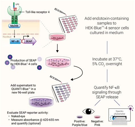Endotoxdetect Hek Blue Lps Detection Kit Cell Based Detection