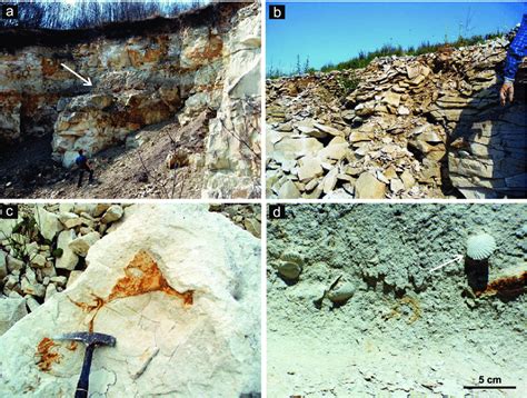 The upper Maastrichtian opoka of the Lublin Upland: a -opoka outcrop in ...