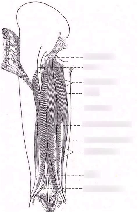 Thigh Muscles Posterior Diagram Quizlet