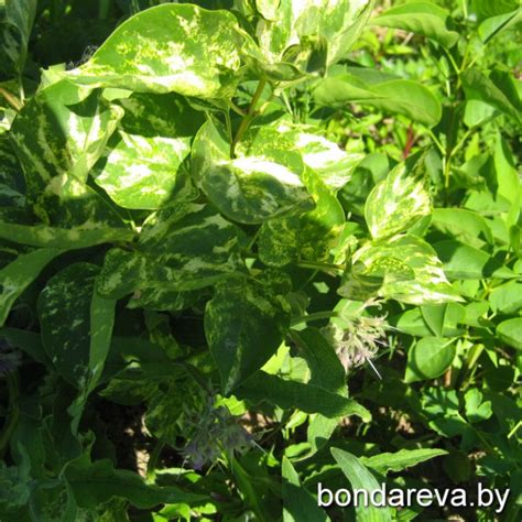 Купить [ Сирень обыкновенная АУКУБОФОЛИЯ AUCUBAEFOLIA ] в Витебске ...