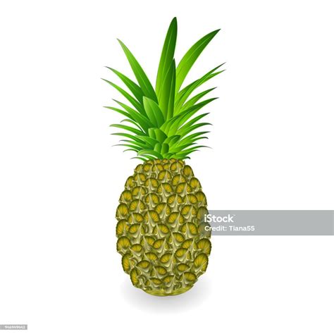 Green Pineapple Tropical Fruit Isolated On White Background Vintage Vector Illustration Editable