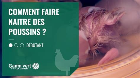 Tuto Comment Faire Naitre Des Poussins Jardinerie Gamm Vert Youtube