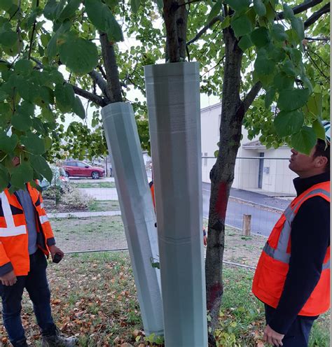 Arboprotec Une Solution Cologique Pour Prot Ger Les Arbres Sur Les