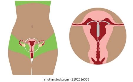 Sex Position Anatomy Royalty Free Images Stock Photos Pictures Shutterstock