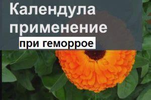 Календула от геморроя: свечи, мазь, настойки, ванночки, отзывы