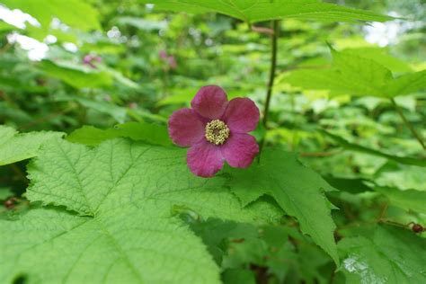 Pink Thimbleberry 4 – OIKOS Tree Crops