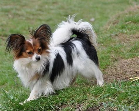 97 Cool Papillon Dog Breed Temperament Insectza