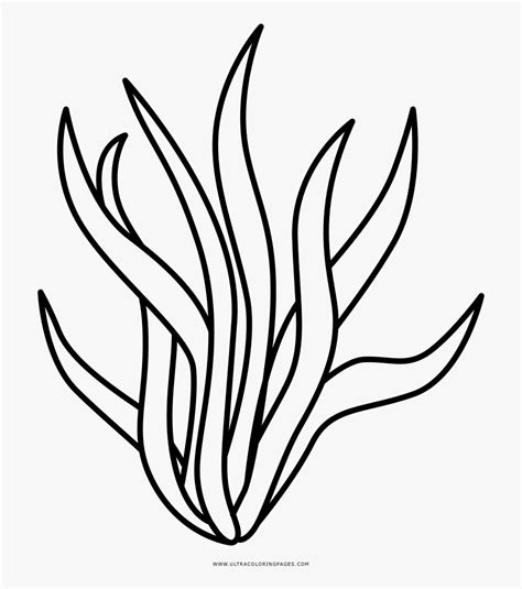 Seaweed Images Lineart Seaweed Clipart Black And White Free | My XXX