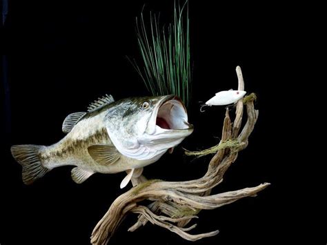 15 Largemouth Bass On Driftwood Base For Wall Fish Mounts Taxidermy