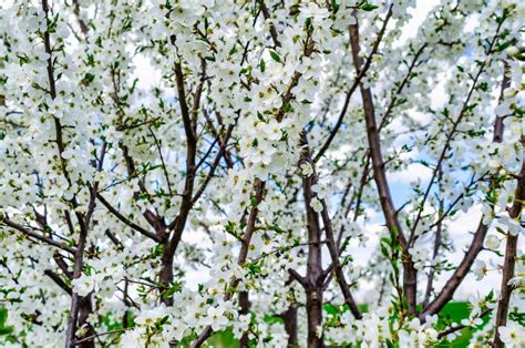 Cherry Tree Blooms White Flowers On Branches In Spring Stock Photo