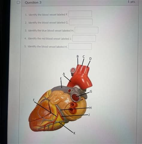 Solved 1 Identify The Red Blood Vessel Labeled A 2 Ide