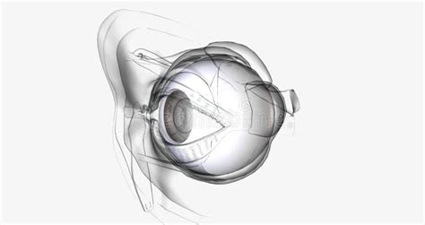 The Sclera Is The White Outer Wall Of The Eye Stock Illustration