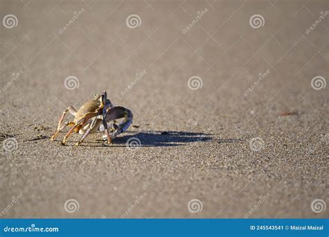 A Crab Crawling On The Beach Sand Stock Image Image Of Travel