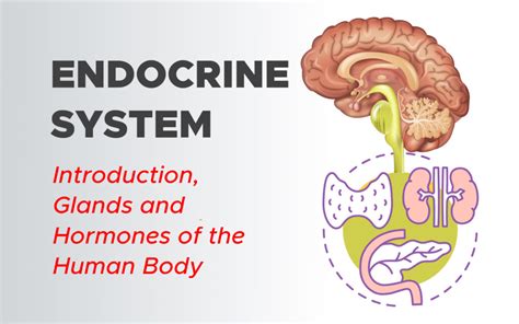 Endocrine System Surgmedia