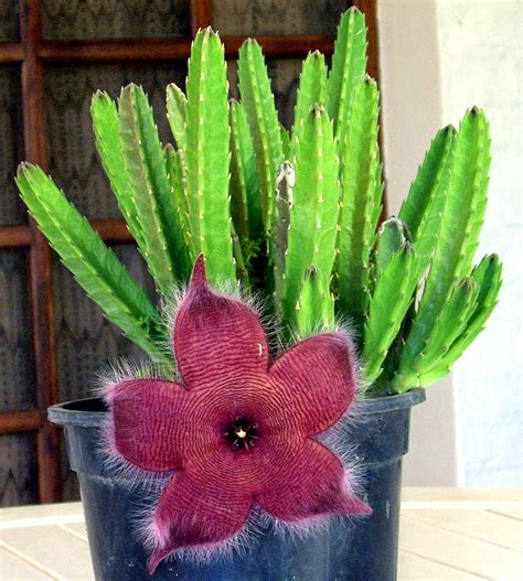 Cactos Flor Estrela - Cacto estrela stapelia hirsuta – Artofit