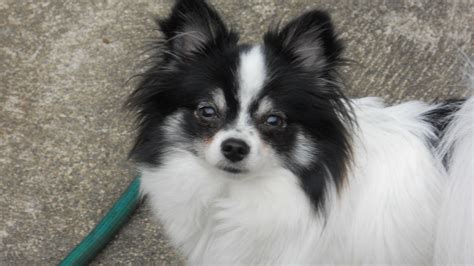 Pomeranian Chihuahua Mix Long Hair - Pets Lovers