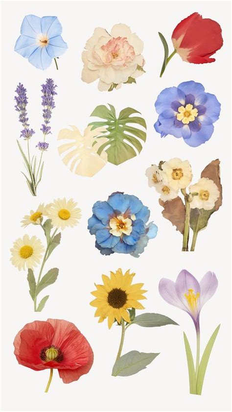 Flower Collage Set Editable Design Premium Editable Design Rawpixel