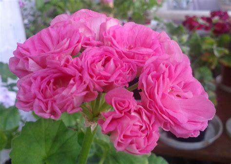 Лучшие сорта махровой герани с описанием: какие бывают, уход в домашних ...