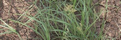 Сыть круглая — фото, описание и способы выведения сорняка | Syngenta Россия