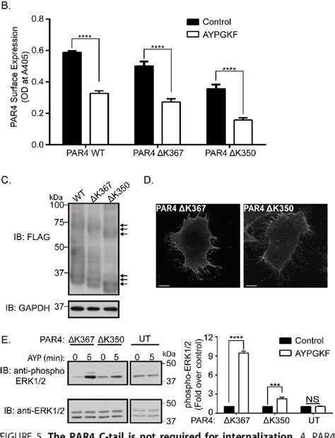 Figure From Protease Activated Receptor Signaling And Trafficking